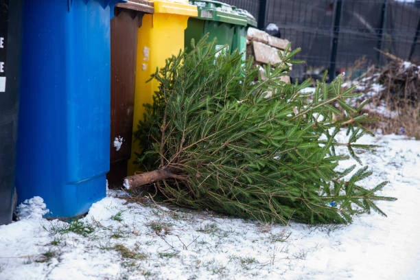Best Christmas Tree Disposal in Lakeland, FL Best Christmas Tree Disposal in Lakeland, FL